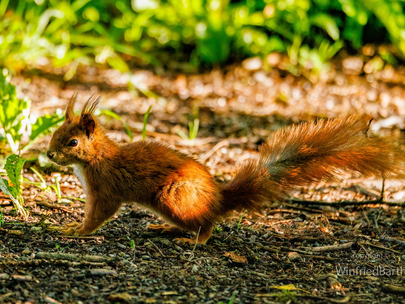 Eurasisches Eichhoernchen -Sciurus vulgaris