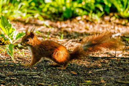 Eurasisches Eichhoernchen -Sciurus vulgaris