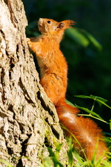 Eurasisches Eichhoernchen -Sciurus vulgaris 