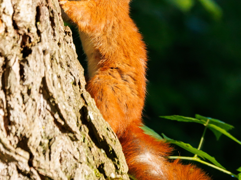 Eurasisches Eichhoernchen -Sciurus vulgaris 