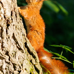 Eurasisches Eichhoernchen -Sciurus vulgaris 