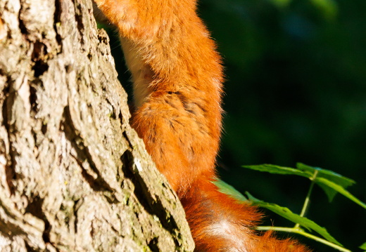 Eurasisches Eichhoernchen -Sciurus vulgaris 