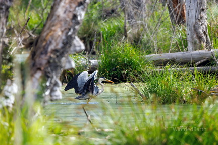 Graureiher auf morgendlicher Futtersuche im Pfrunger-Burgweiler Ried