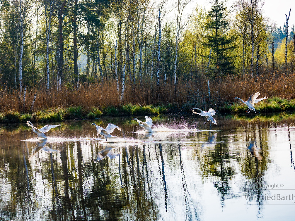 Jungschwaene beim Landeanflug