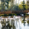 Jungschwaene beim Landeanflug