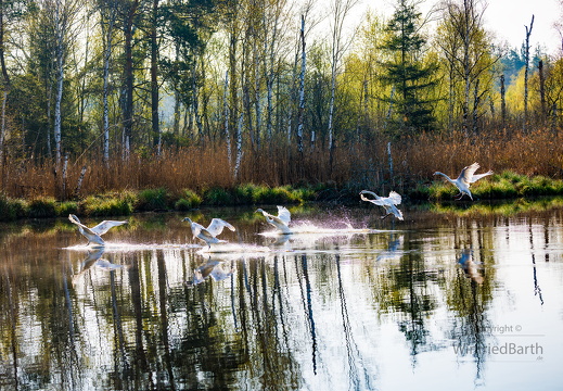 Jungschwaene beim Landeanflug