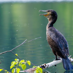 Kormoran