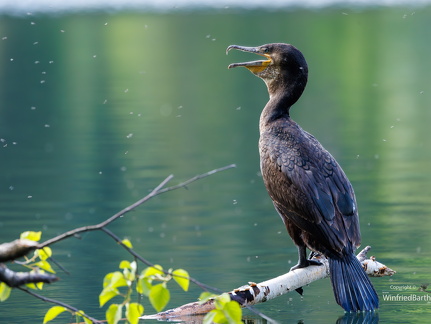 Kormoran