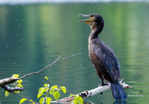 Kormoran