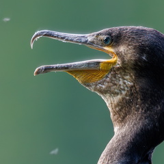 Kormoran zoom