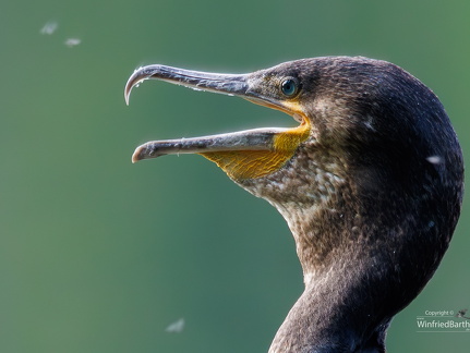 Kormoran zoom