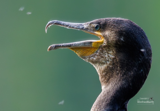 Kormoran zoom