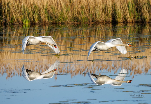 Schwaene im flug