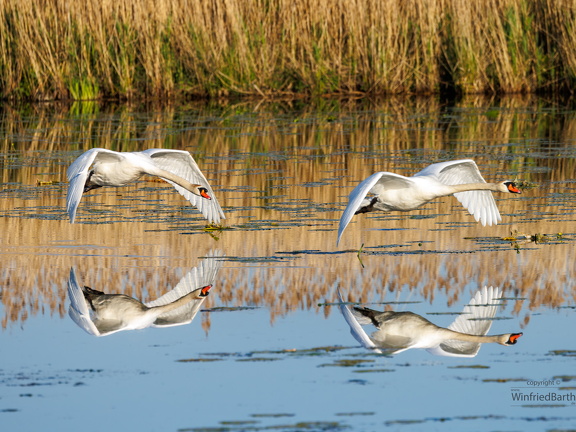 Schwaene im flug