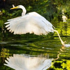 Silberreiher im Spiegelbild