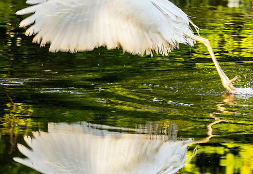 Silberreiher im Spiegelbild