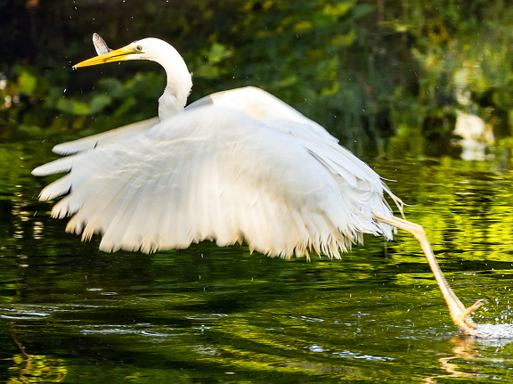 Silberreiher im Spiegelbild