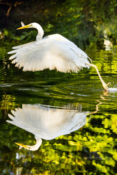 Silberreiher_im_Spiegelbild.jpg