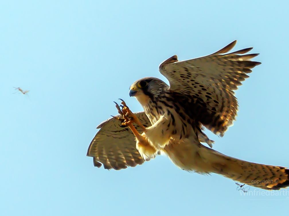 Turmfalke beim Schnaken fangen