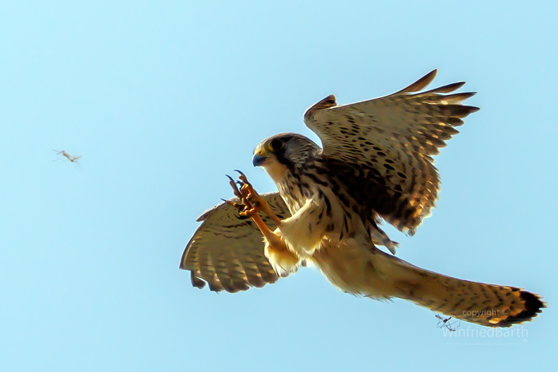 Turmfalke_beim_Schnaken_fangen.jpg