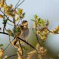 Voegel 2