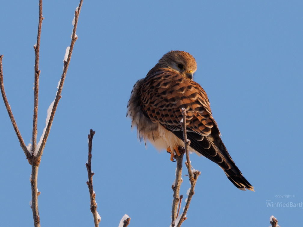 ein Turmfalke geniesst die ersten Morgensonnenstrahlen