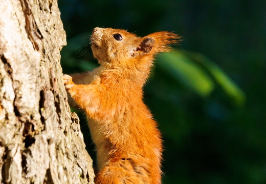 Eurasisches Eichhörnchen, Sciurus vulgaris