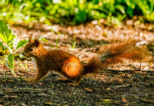 Eurasisches Eichhörnchen, Sciurus vulgaris