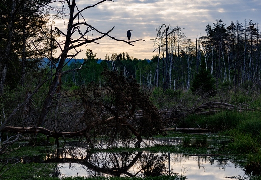 Morgenstimmung im Pfrunger-Burgweiler Ried