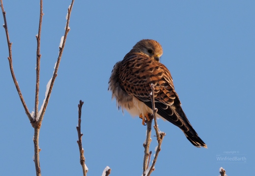 ein Turmfalke genießt die ersten Morgensonnenstrahlen