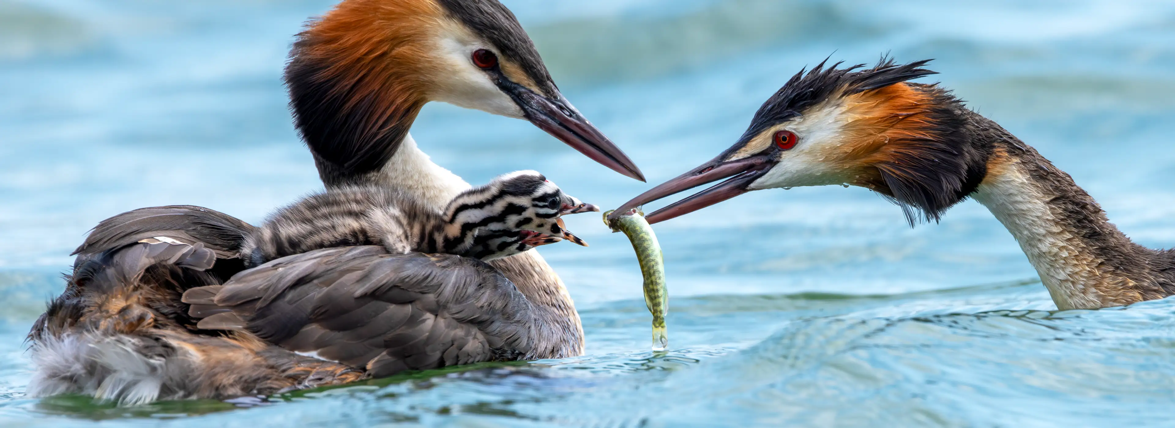 Haubentaucher Küken bei der Hecht Fütterung