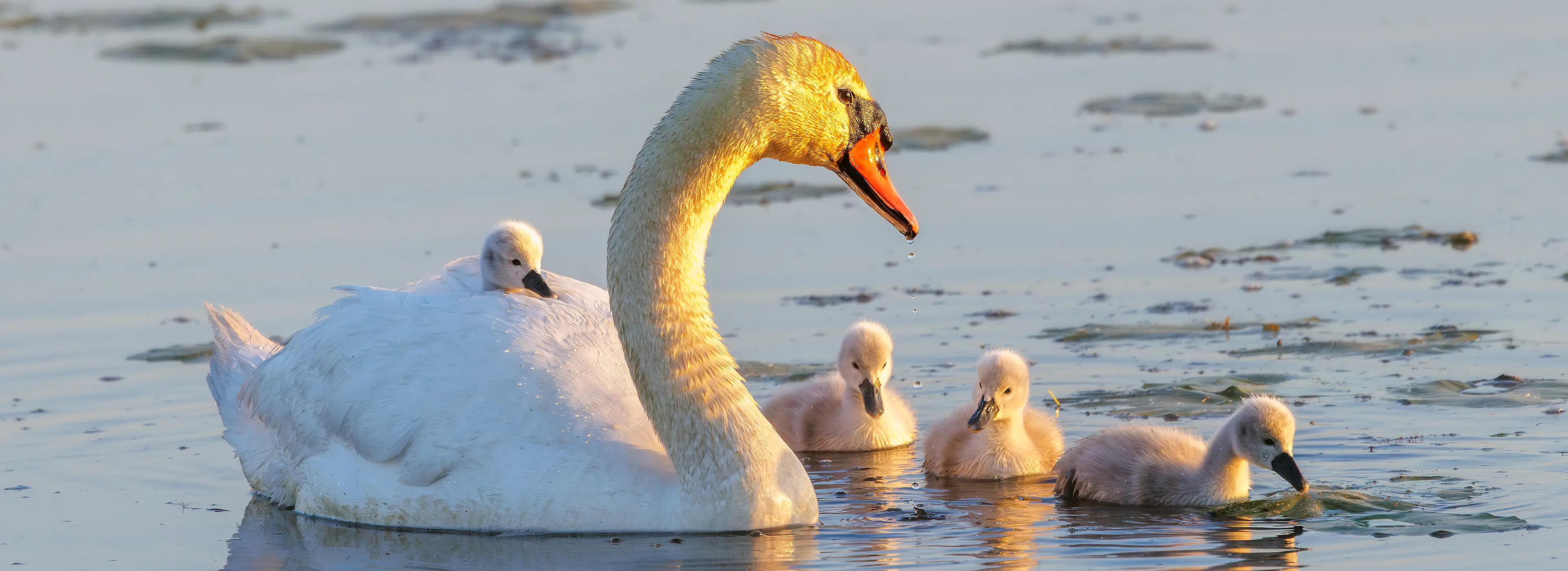 Haubentaucher Küken bei der Hecht Fütterung